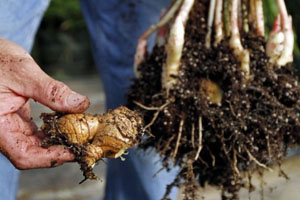 Antioxidants for preventing cold and flu